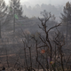 A burned landscape in Torre de l’Espanyol, Catalonia, where a wildfire erupted on Wednesday.
